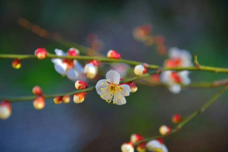 春天美好的心愿和祝福,一整个春天许下的心愿
