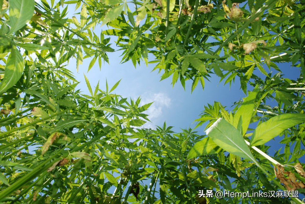 麻价格最新行情今日,汉麻籽价格