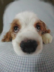 狗狗抗拒梳毛怎么办,狗狗磨指甲的正确方法