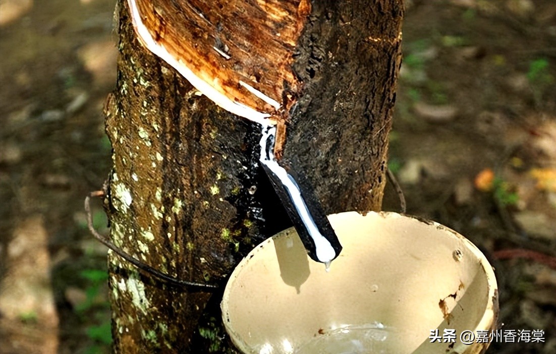 乳胶枕避坑,天然乳胶枕与健康乳胶枕的区别