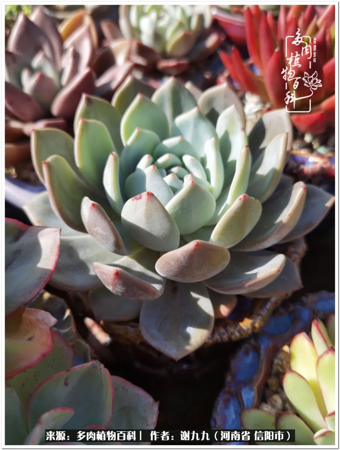 与多肉植物在一起的感怀,与多肉同行
