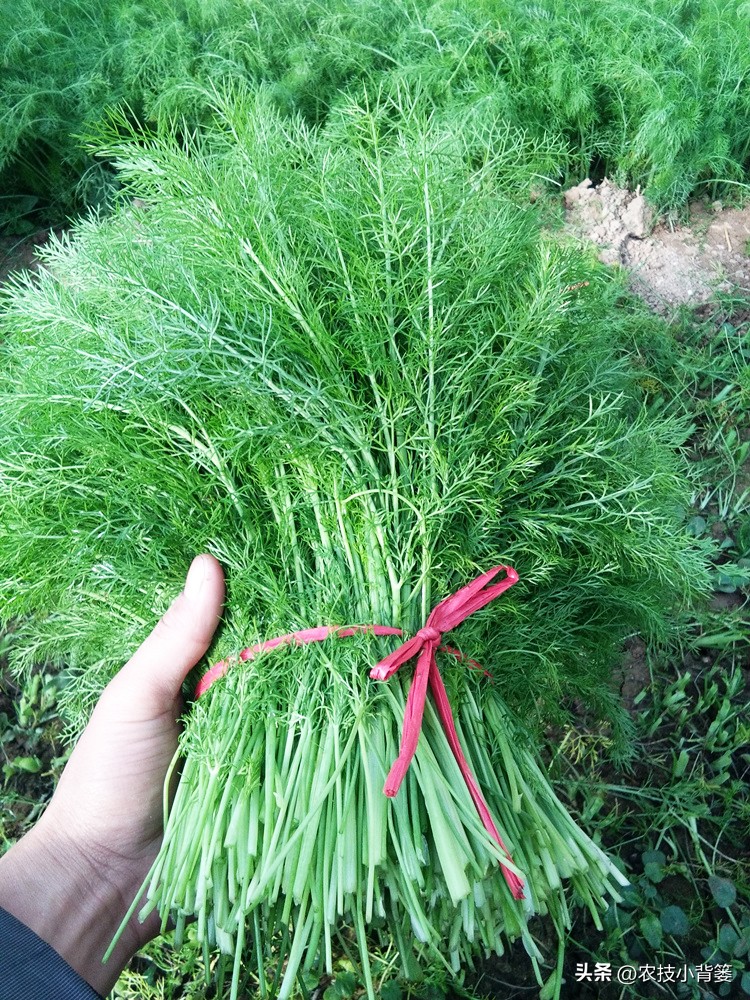 茴香的种植管理技术,茴香怎么种植小技巧简单