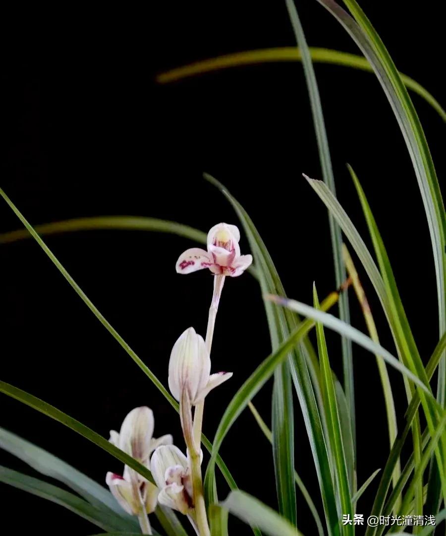 花中四君子之一兰花,兰花花草欣赏