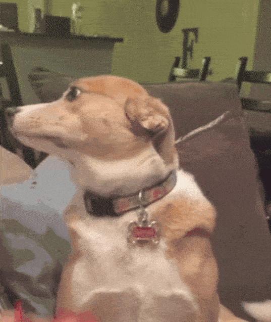 狗狗被打会有什么反应,狗被打的不敢动