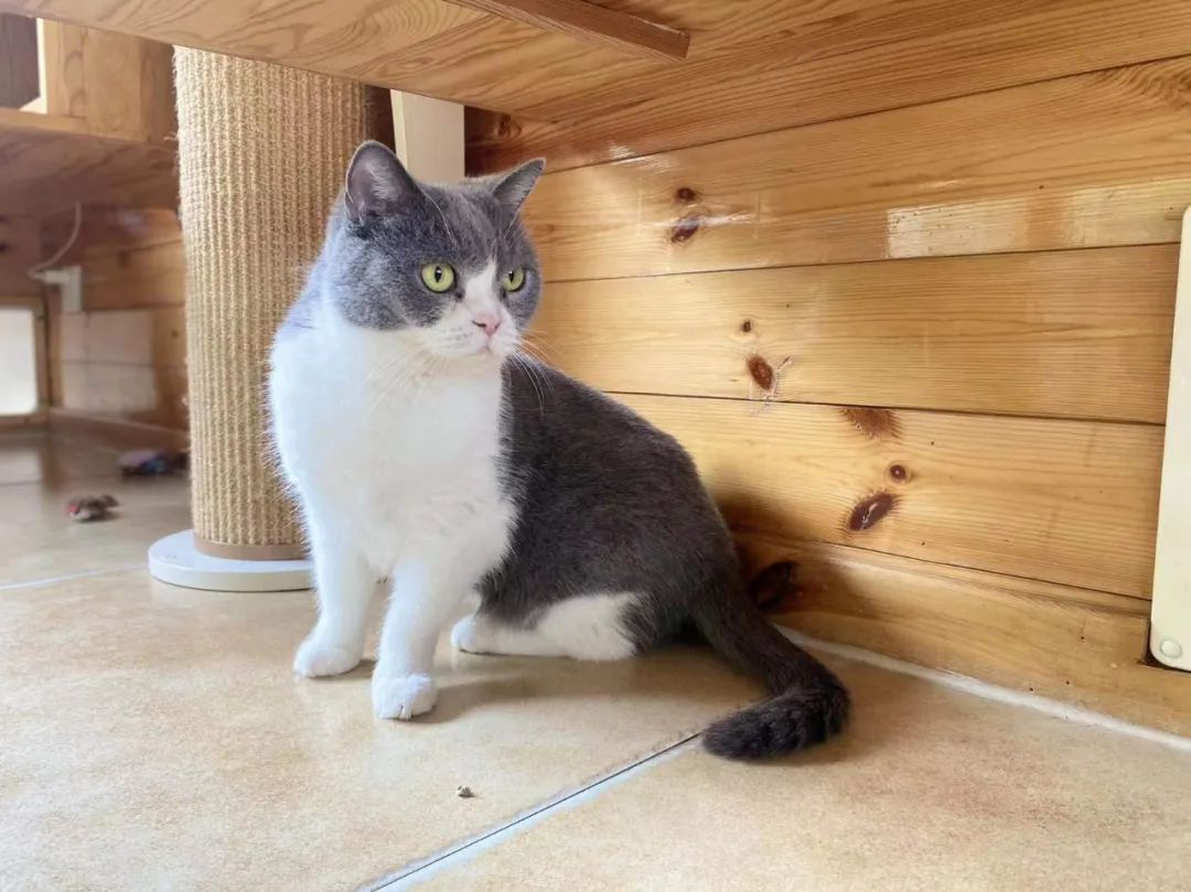 社恐小猫咪的安全感,社恐小猫咪为什么突然想出门了