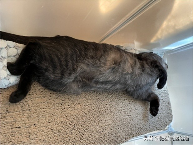 为什么猫咪养着养着就瘦了,猫咪为什么养着养着就发黄了