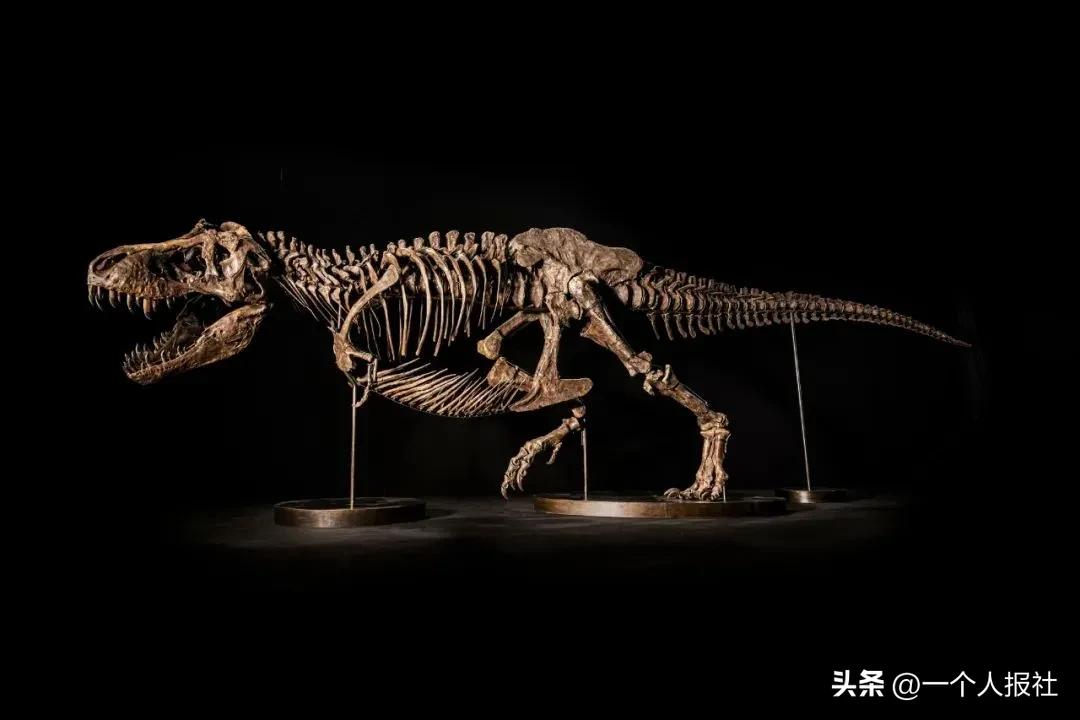 佳士得恐龙化石拍卖 (上海拍卖恐龙化石)