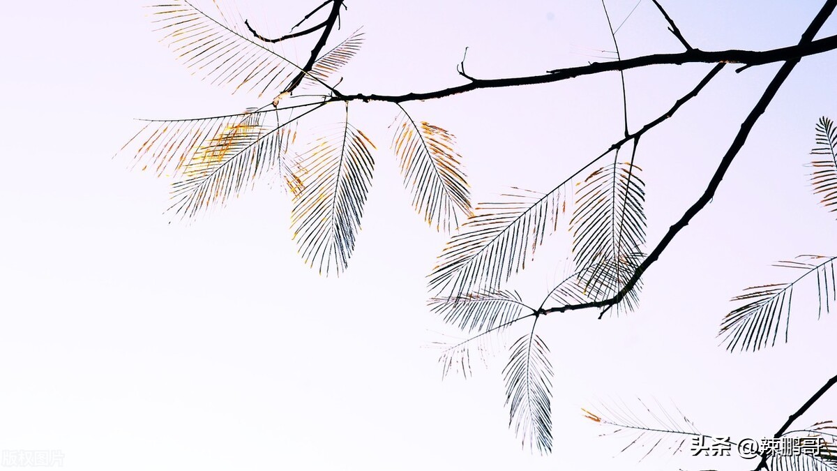 鸿字的成语,11个字成语完整版