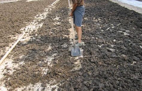 76岁农村大爷养鸡赚钱,小伙子在农村养鸡致富