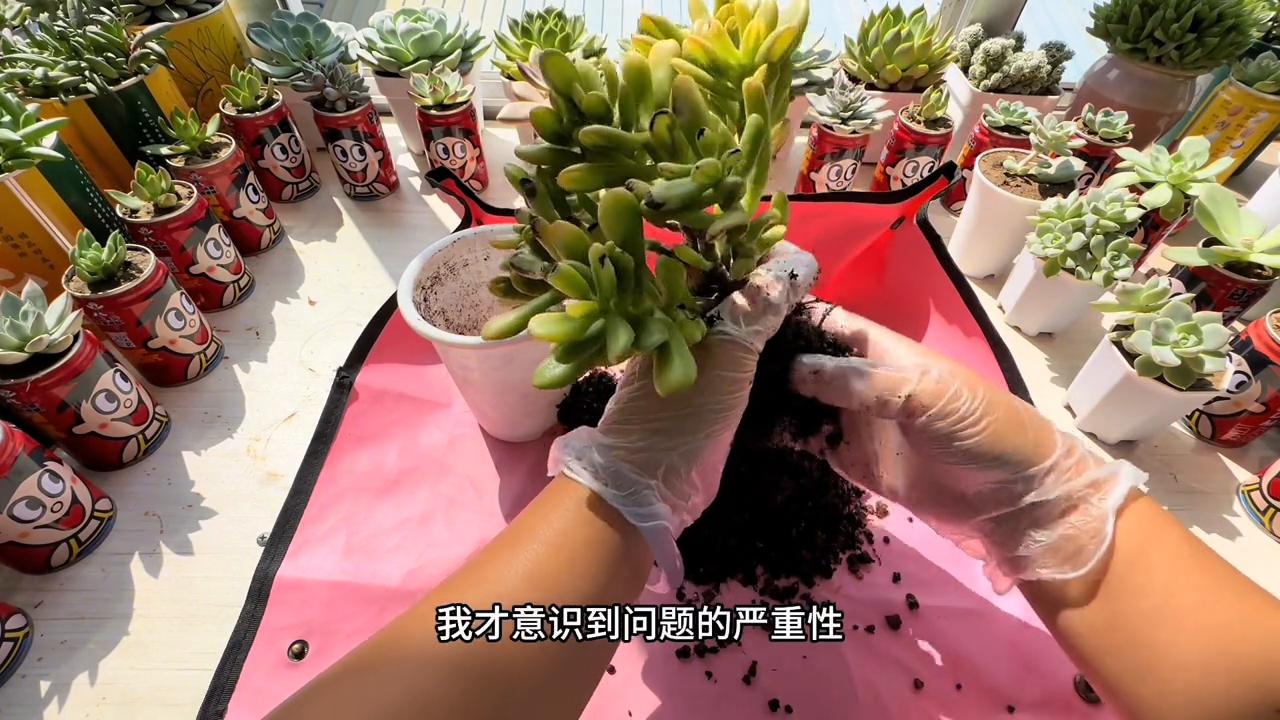 养招财猫也要注意什么,养了10多天的招财猫一直趴缸