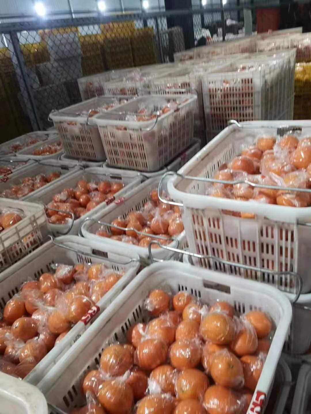 脐橙的保鲜技术有哪些,脐橙保鲜技术视频