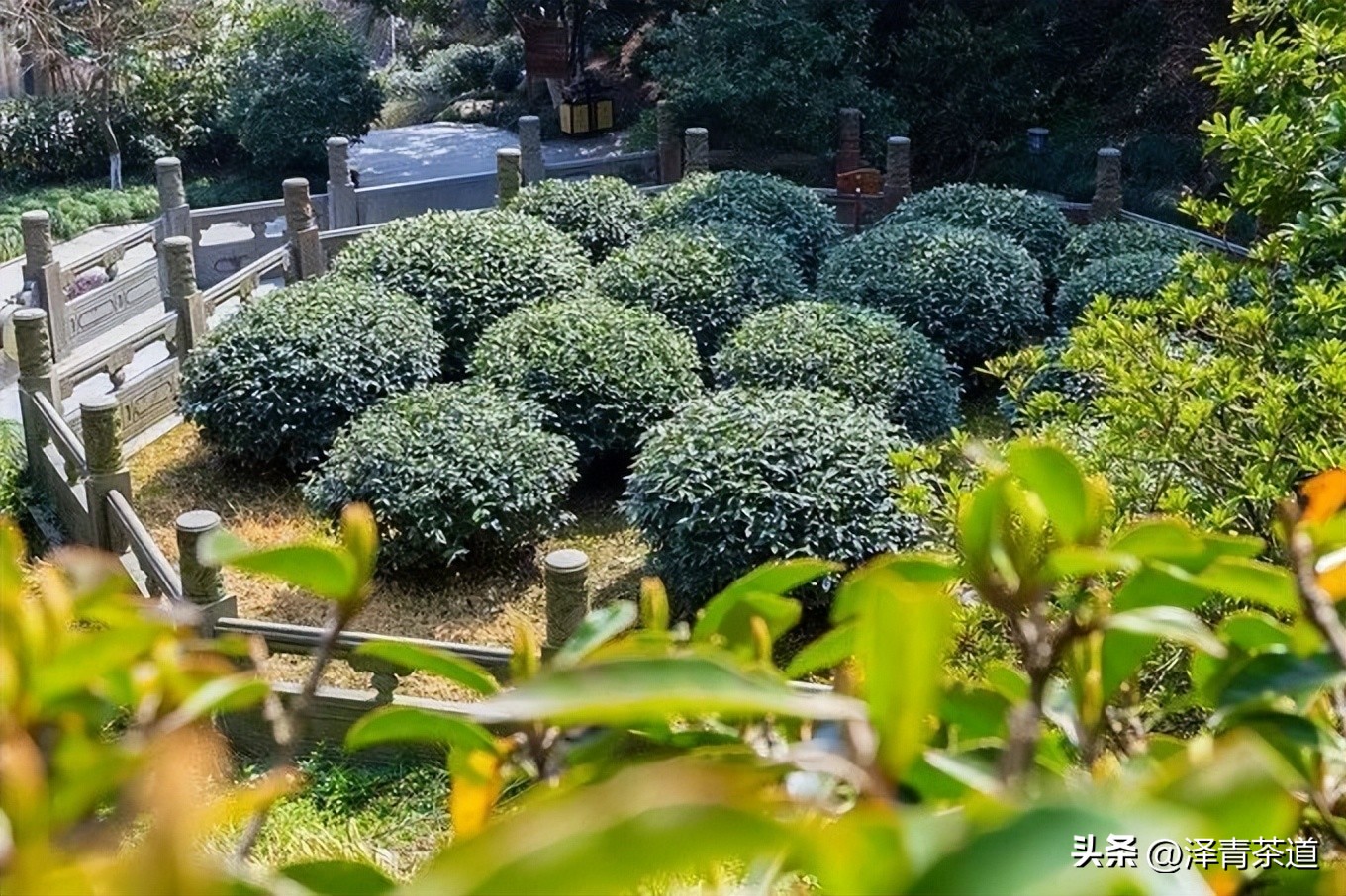 中国十大名茶最新排名表图,中国十大名茶最新排第一名