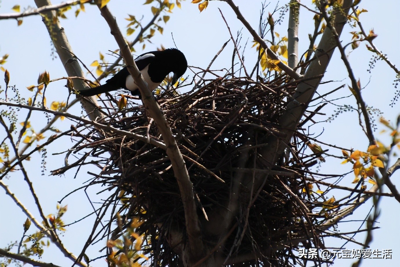 鸟窝下雨不会淋雨吗,鸟窝不能遮风挡雨为啥鸟还要搭