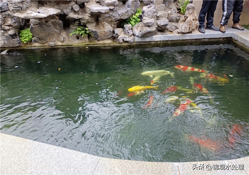 锦鲤鱼池过滤材料摆放顺序,溧阳大型锦鲤鱼池过滤系统