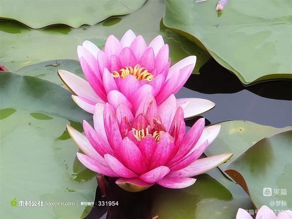 仙姿妙韵绽芳华唱和接龙