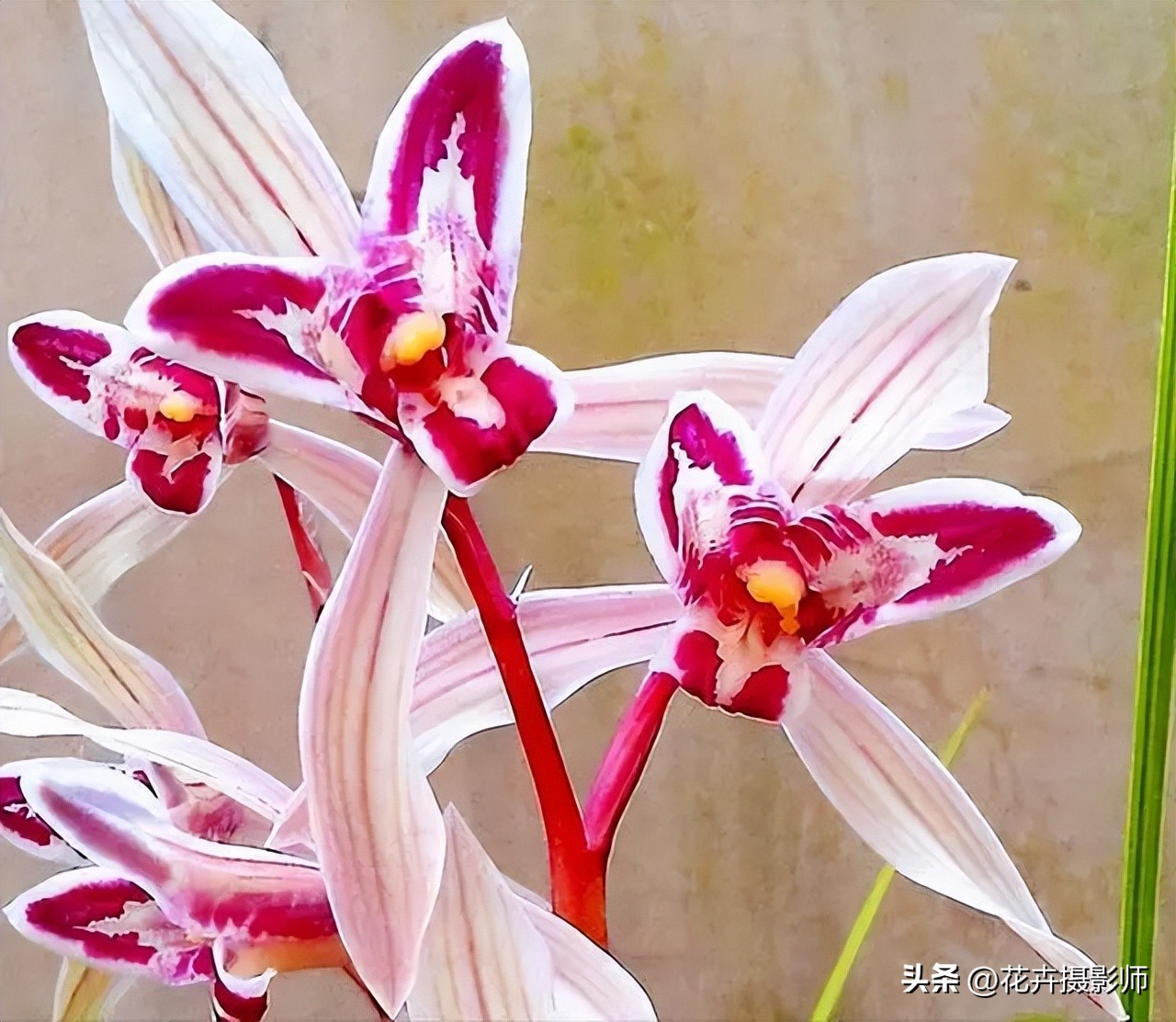 云南一姑娘，因为养了一盆“玉兔兰”走红，古香古色，确实很高级