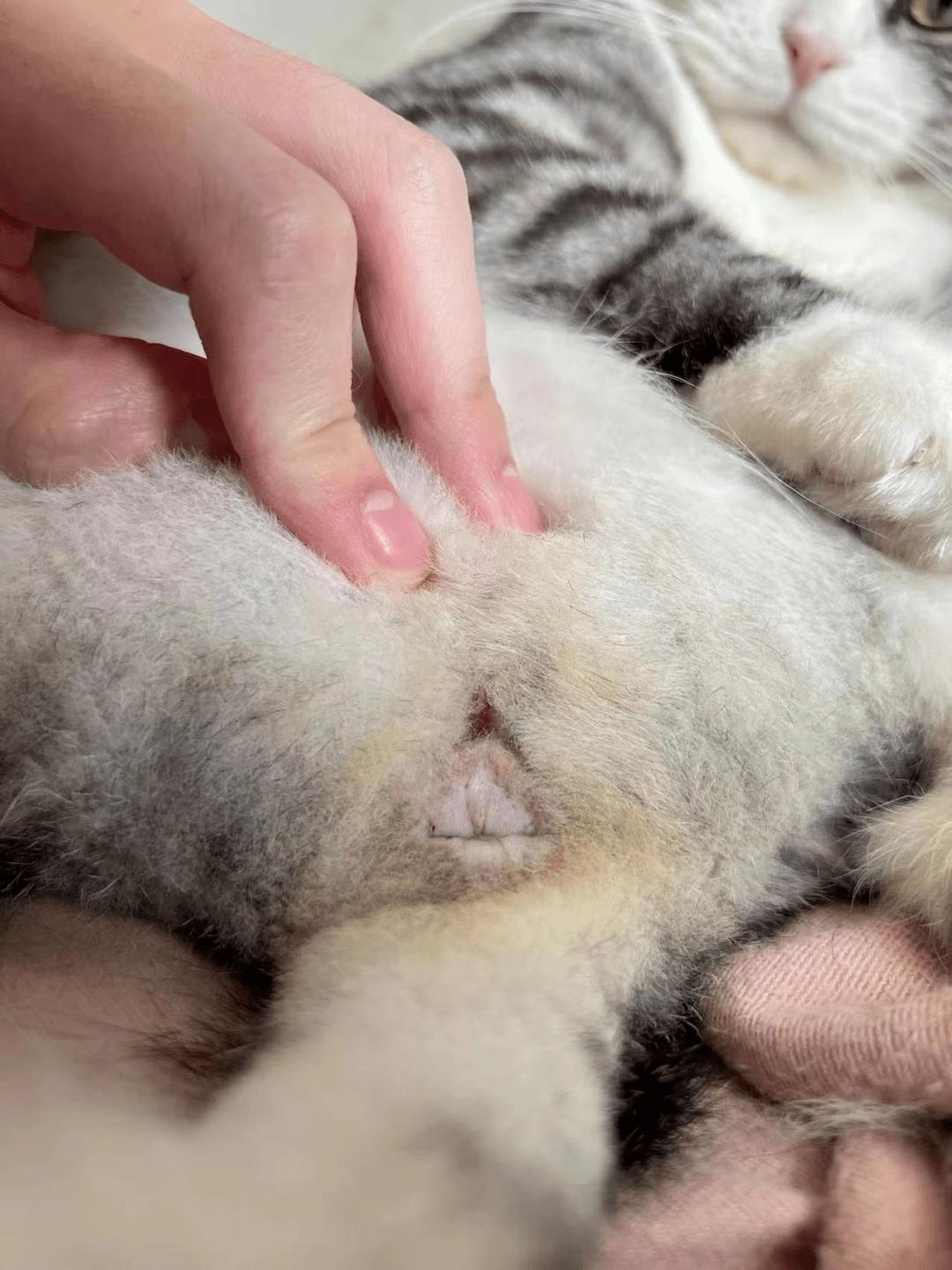 怎么预防猫咪尿路问题,铲屎官必看猫咪小技巧