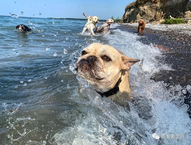 宠物狗品种与性格的关系,宠物狗品种与性格有关吗