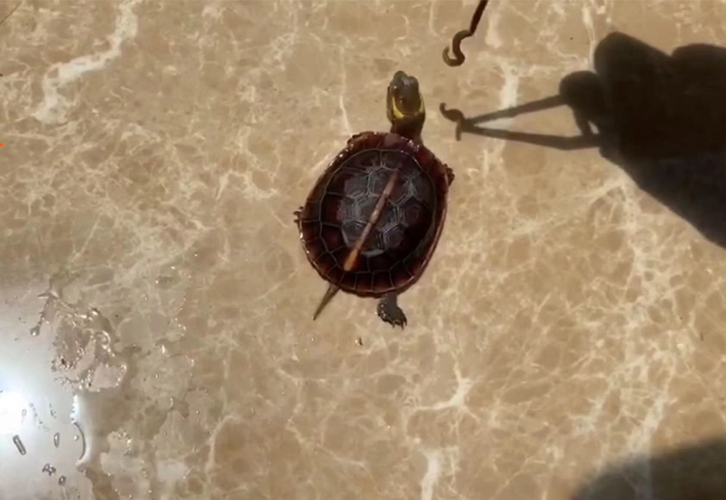 黄缘龟怎么培养,黄缘龟和黄缘闭壳龟有什么区别