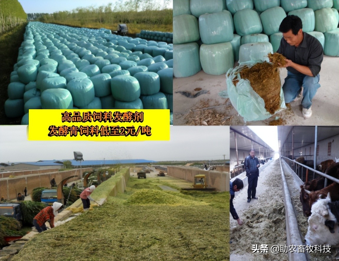 不同比例甘蔗渣在糖蜜添加下对发酵型全混合日粮品质消化率的影响