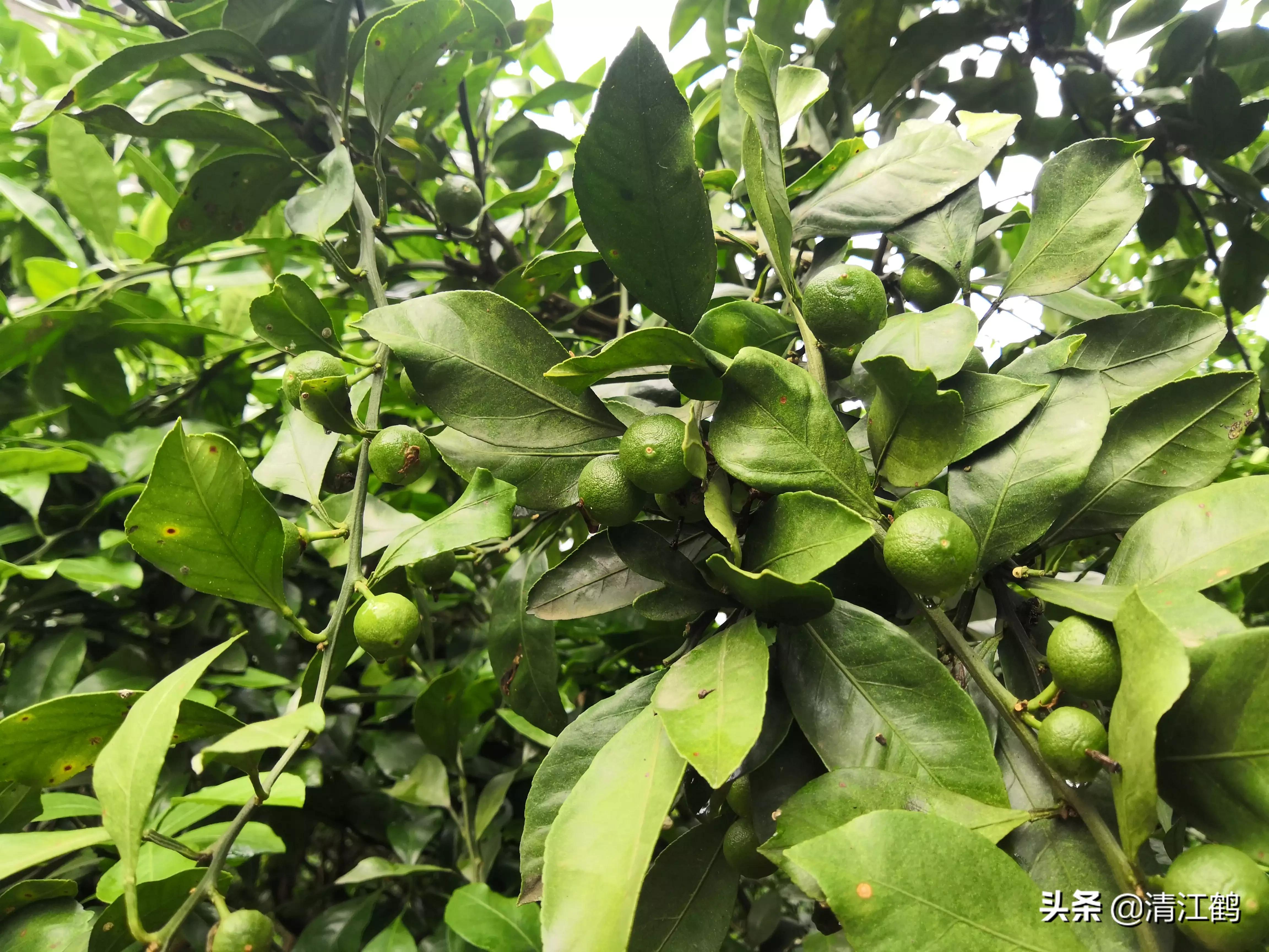 黄龙病树不砍除会自然枯死吗,黄龙树病能治理吗