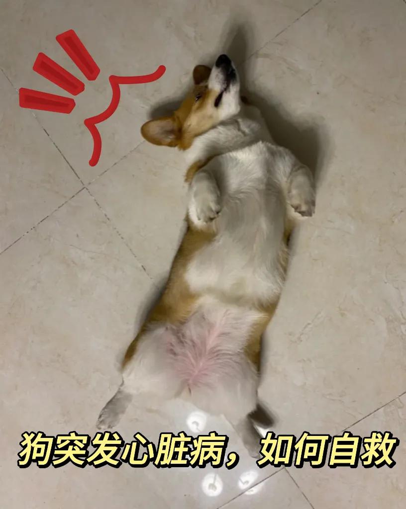 狗突发心脏病喘得厉害怎么办,狗心脏病猝死急救方法