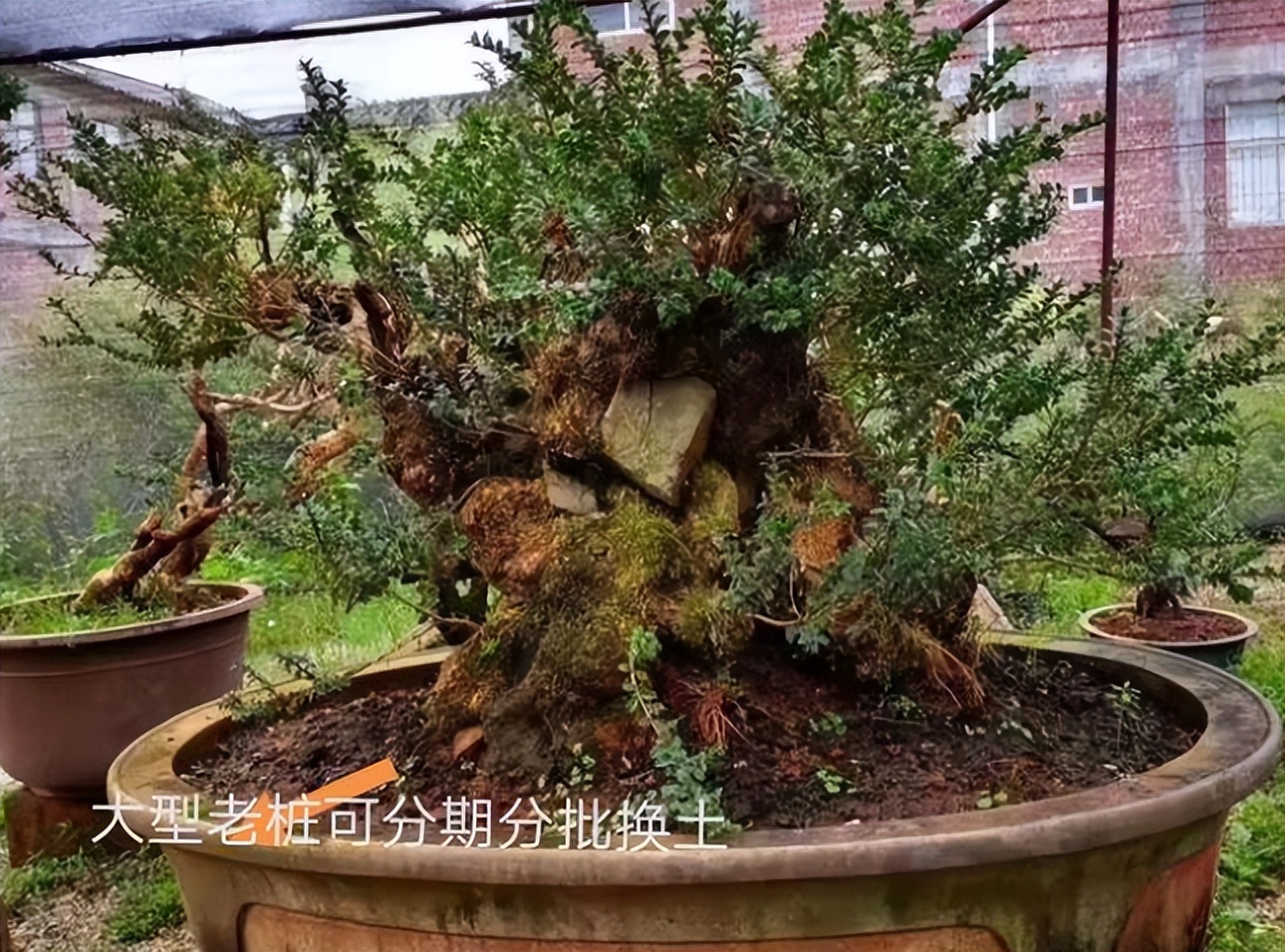 黄杨盆栽忌讳,小叶黄杨树皮有一半枯了怎么处理