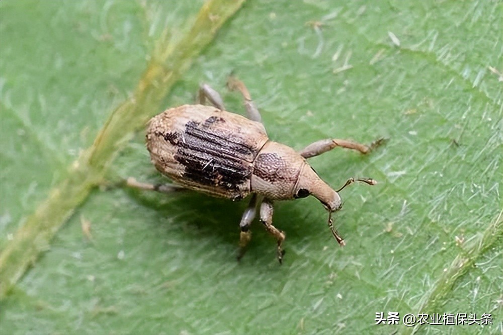 外来入侵物种动物名单,外来物种昆虫有哪些