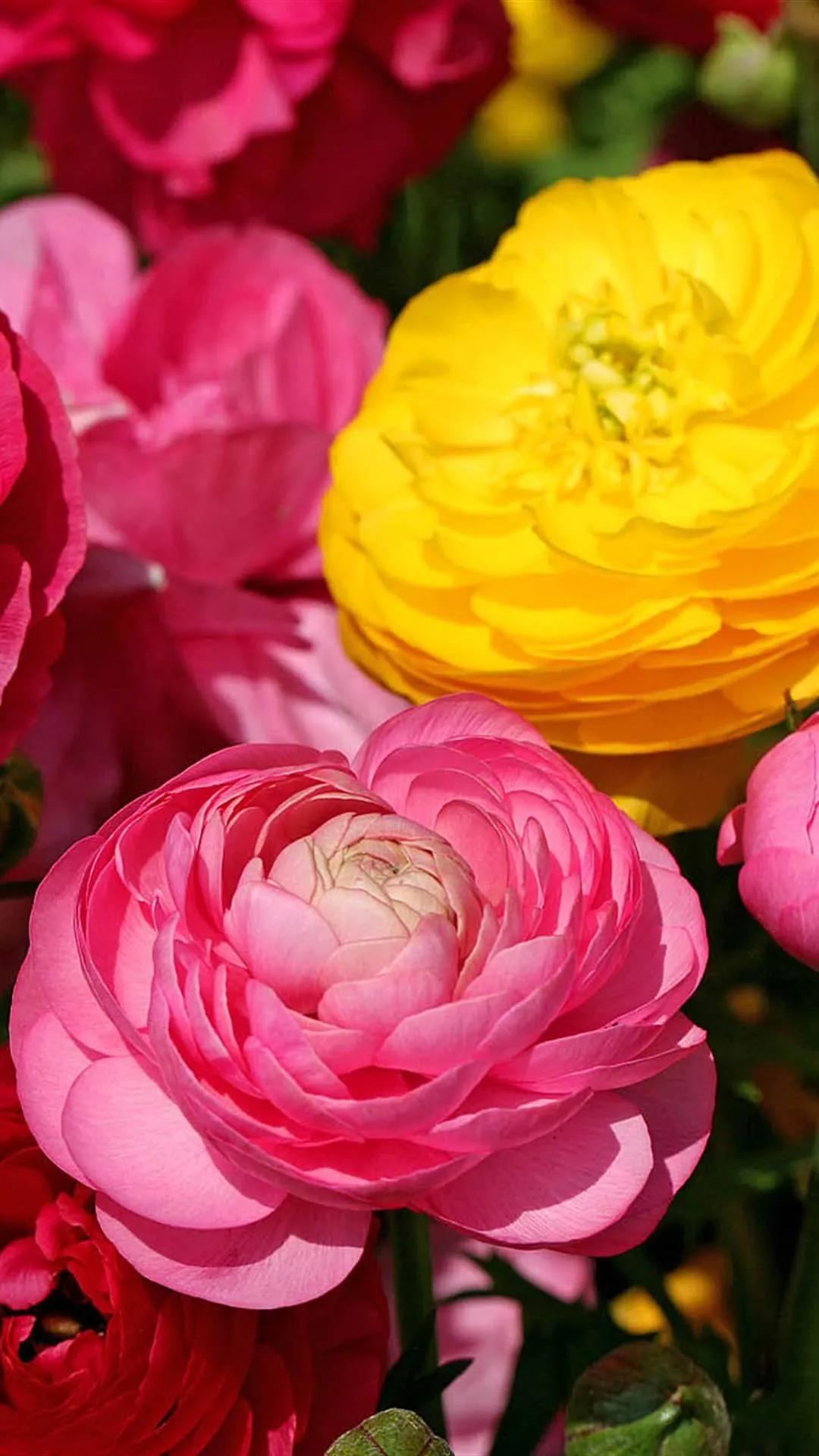 一花一世界一念一佳人的图片,一花一世界一叶一春秋图片