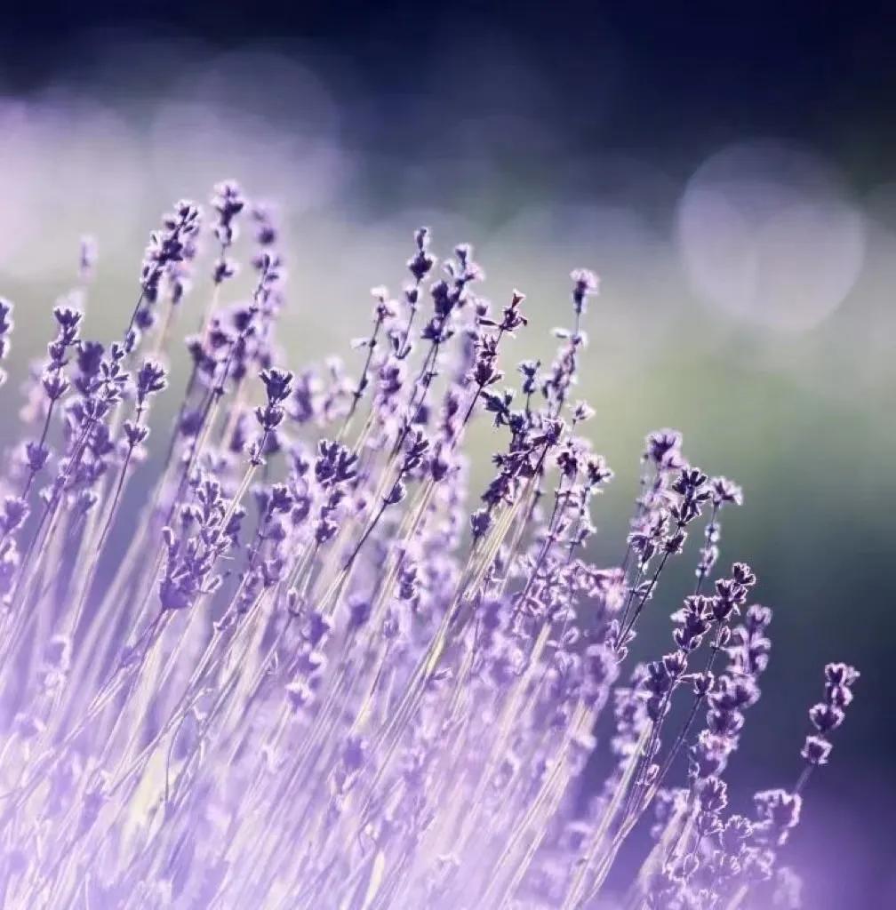 香氛精油护肤推荐哪款好用,精油护肤保持年轻