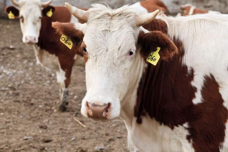 牛养殖现在牛价降价了吗,养殖牛价格行情走势分析