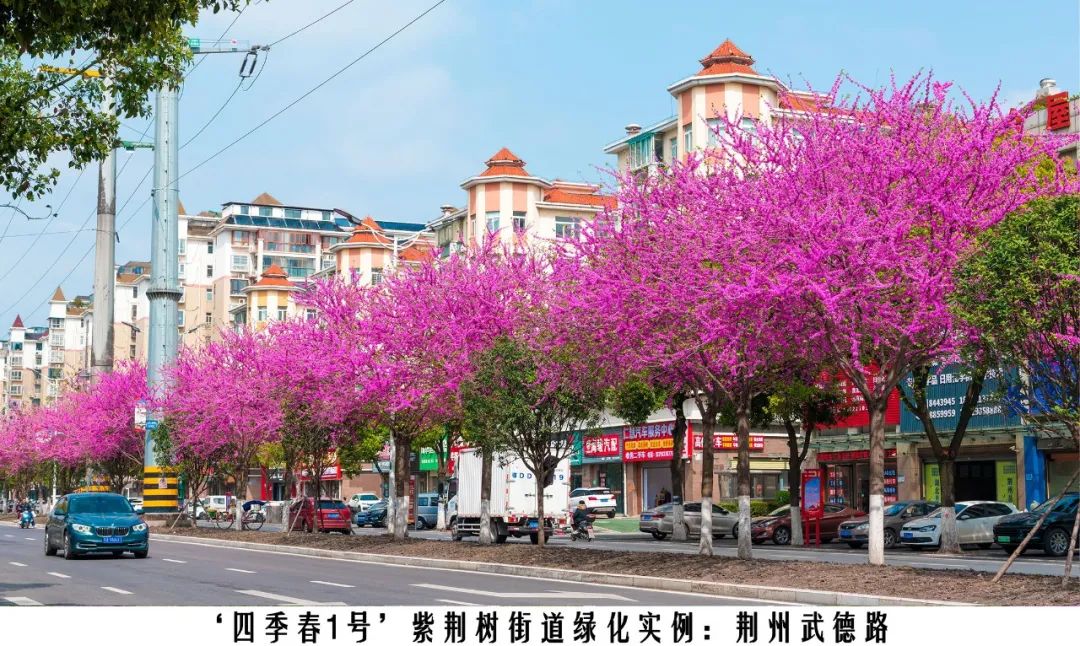 四季紫荆树新品种,四季春一号紫荆树施工方法