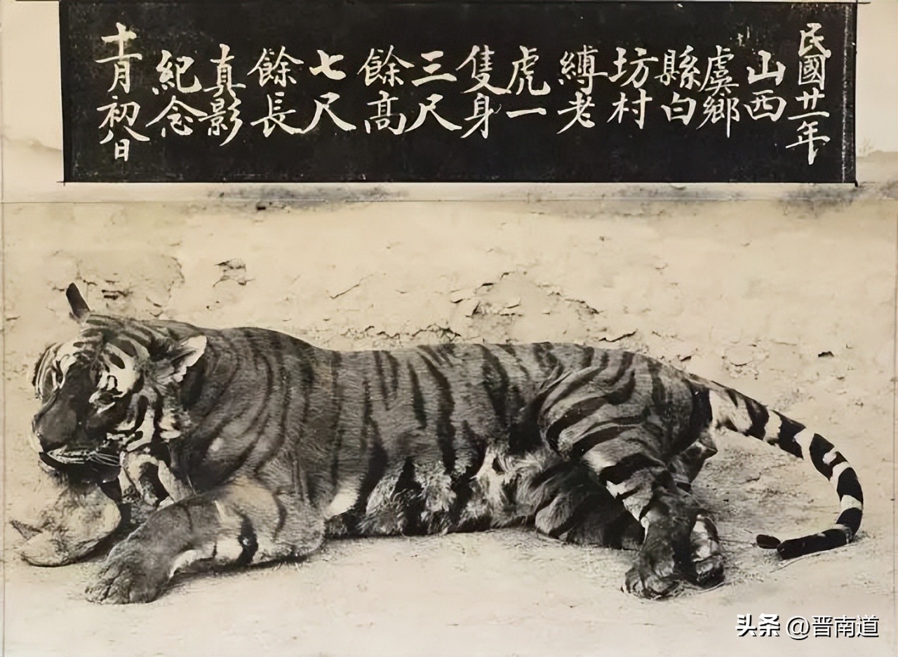 猛虎行│山西老虎的前世今生