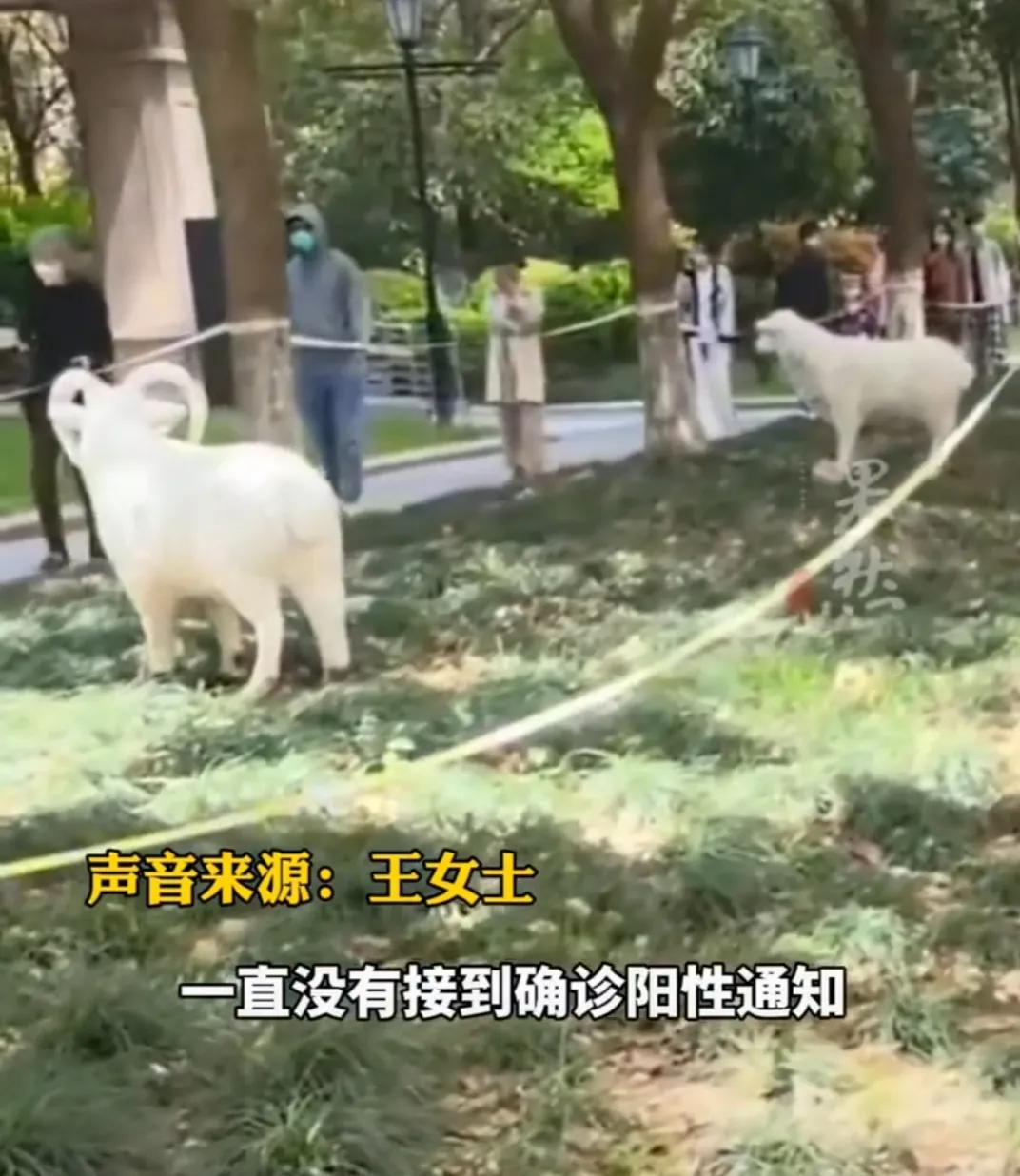 小区羊被套塑料袋,小区居民给羊摆件套塑料袋