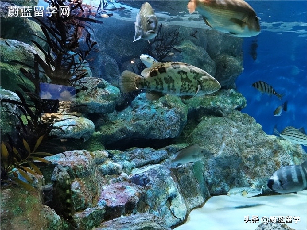 日语专业去日本读研费用,学日语专业留学日本条件