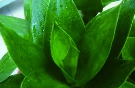 观音竹叶片发黄怎么治,观音竹水培叶尖发黄补救小妙招