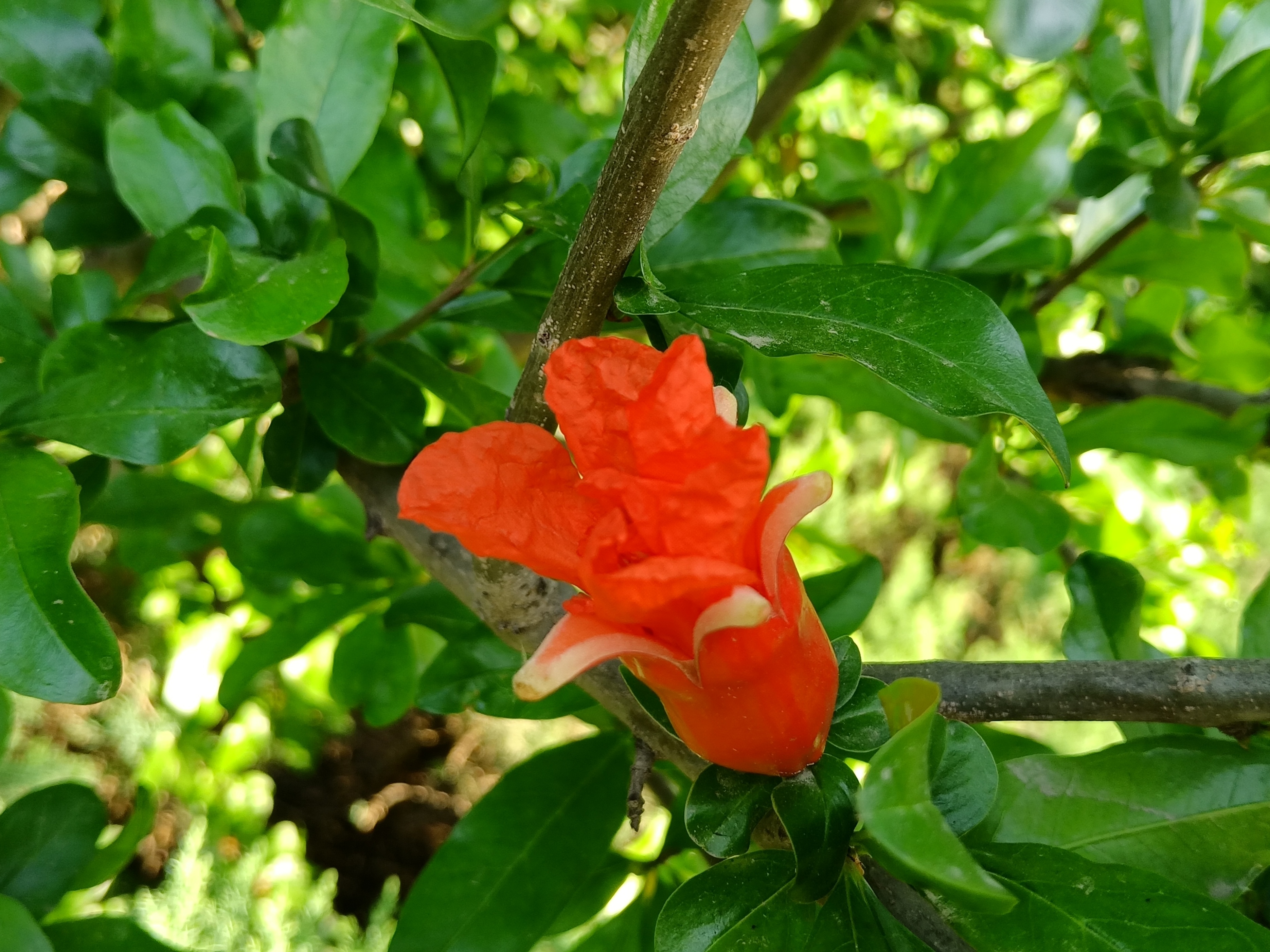 初夏石榴花开了阅读答案,初夏石榴花开了阅读理解答案