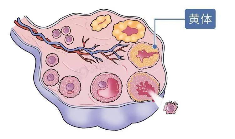 月经没来小腹左侧轻微痛怎么回事,月经没来小腹部隐痛可要当心了