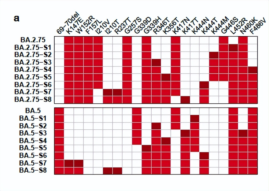 从流感病毒看新冠病毒的未来,流感及新冠病毒科普