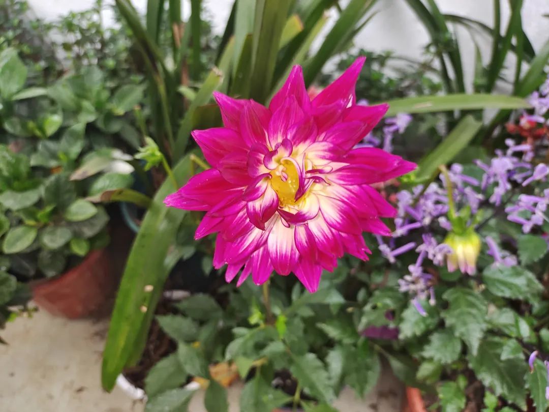 刚买回来的盆栽掉叶子怎么回事,盆栽蔫了怎么补救