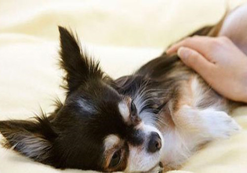 狗狗免疫力差爱生病怎么办,狗狗免疫力强怎么治