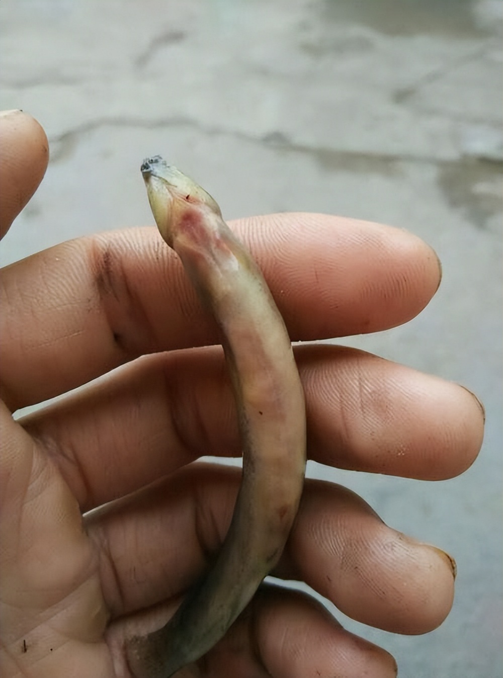 泥鳅养殖病害防治方案,养殖泥鳅易出现的病害