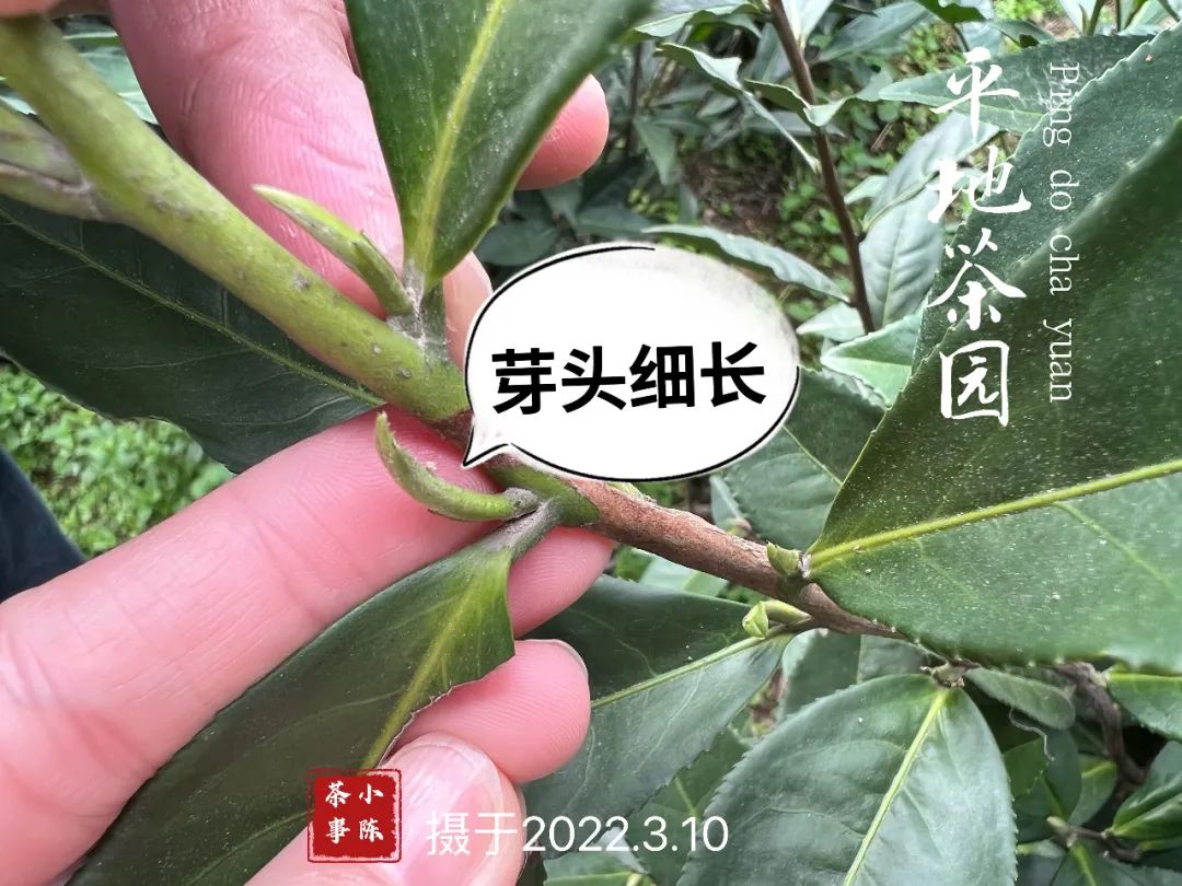 白毫银针口感怎么样,白茶知识白毫银针