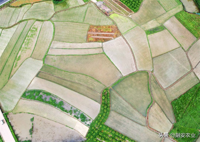 广西融安绘就美丽乡村画卷感想,融安泗顶田园航拍
