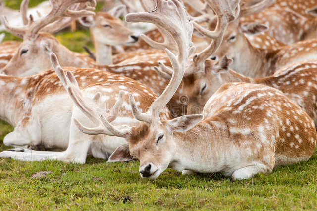 鹿中极品梅花鹿，鹿胎、鹿鞭、鹿筋、鹿血、鹿尾都有药物功能