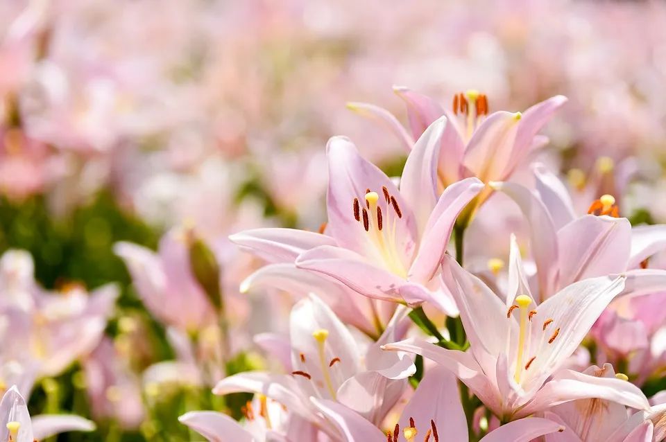 可以入药的百合品种,百合种类名称及图片及花语