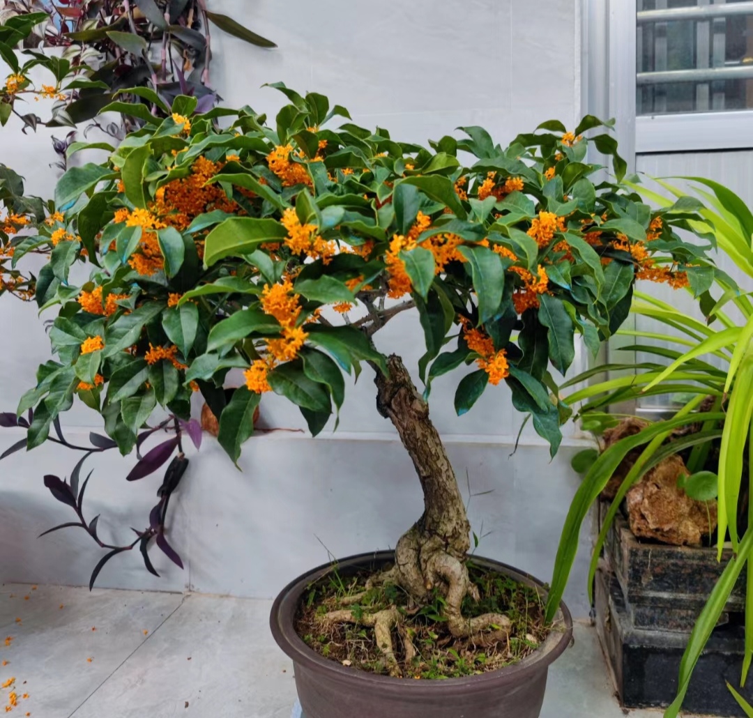 走霉运养什么花旺财运呢,养什么花好运气又旺财