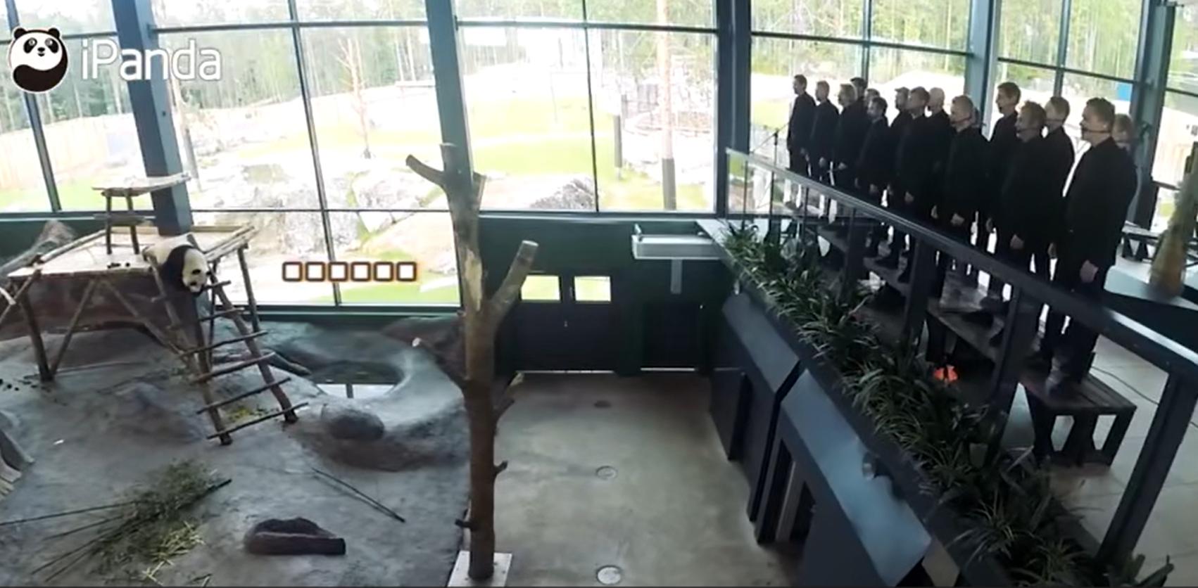 熊猫在各国的待遇相差到底有多大,熊猫在各国待遇