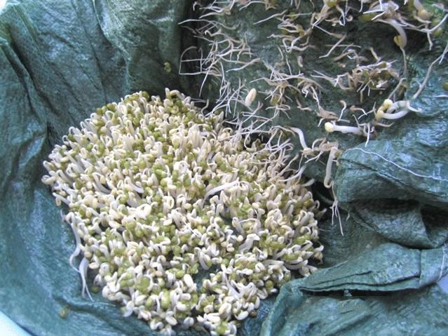 发豆芽的简单做法窍门,在家怎样自制豆芽好吃又简单