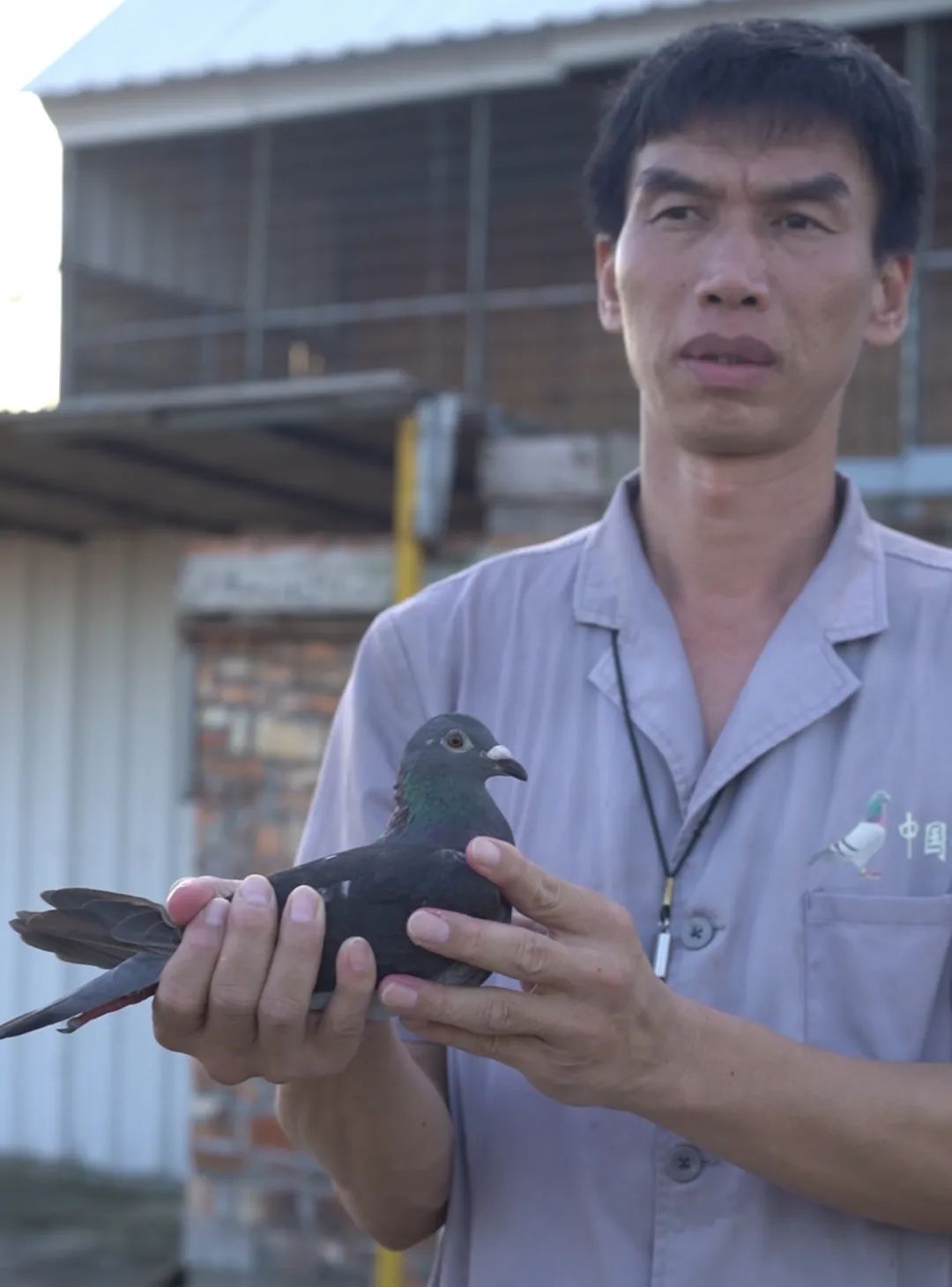 陋棚一样可以飞出“飞龙荣耀杯”13760羽总冠军，王志杭夺得亚军